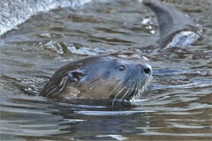 Lontra canadensis