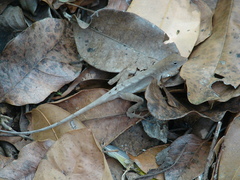 Anolis tropidonotus