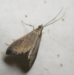 Pyrausta demantrialis