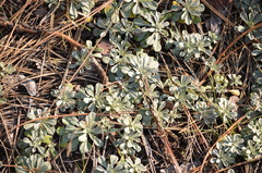 Antennaria
