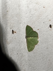 Nemoria lixaria
