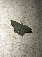 Chloropteryx tepperaria