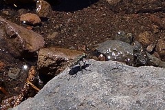 Cicindela oregona