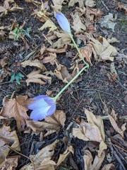 Crocus