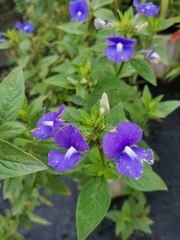 Achetaria azurea