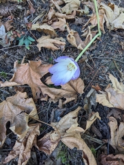 Crocus