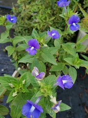 Achetaria azurea