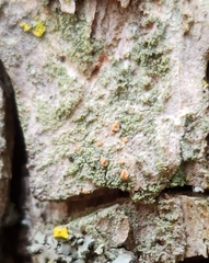 Bacidia rubella
