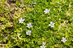 Bacopa monnieri