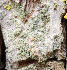 Bacidia rubella