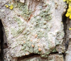 Bacidia rubella