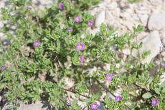 Calibrachoa parviflora