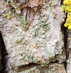 Bacidia rubella