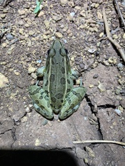 Lithobates