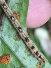 Sarisa muriferata