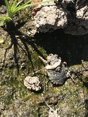 Gelastocoris oculatus