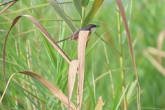 Prinia socialis