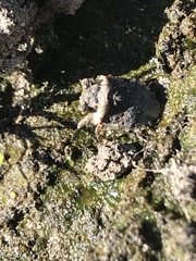 Gelastocoris oculatus