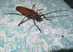 Orthomegas cinnamomeus