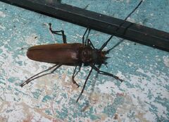 Orthomegas cinnamomeus