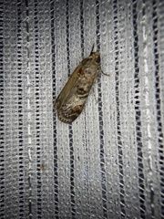 Nephopterix intercisella