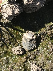 Gelastocoris oculatus