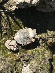 Gelastocoris oculatus