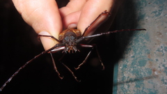 Orthomegas cinnamomeus