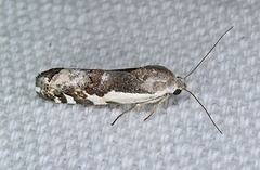 Acontiini