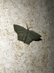 Chloropteryx tepperaria