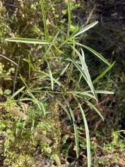 Asclepias fascicularis