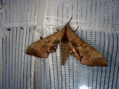 Marumba