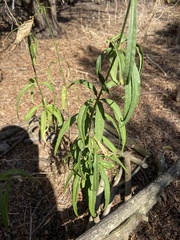 Asclepias fascicularis