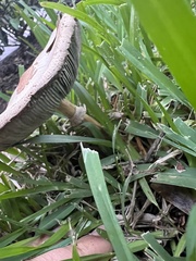 Chlorophyllum molybdites image
