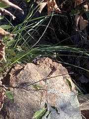 Sceloporus consobrinus