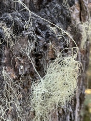 Alectoria sarmentosa