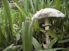 Chlorophyllum molybdites image
