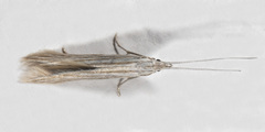 Coleophora quadruplex