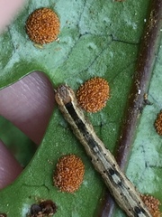 Sarisa muriferata