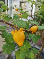 Solanum mammosum