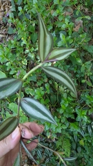 Tradescantia zebrina