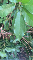 Sterculia lanceolata
