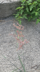 Melinis repens