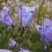 Rough Harebell - Photo (c) Tom Hilton, some rights reserved (CC BY)