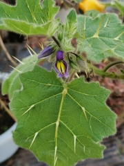 Solanum mammosum