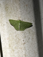 Synchlora frondaria