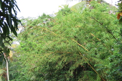 Bambusa vulgaris