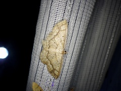 Synegia limitatoides