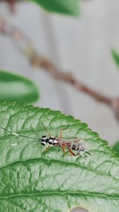 Glabridorsum stokesii