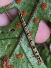 Sarisa muriferata